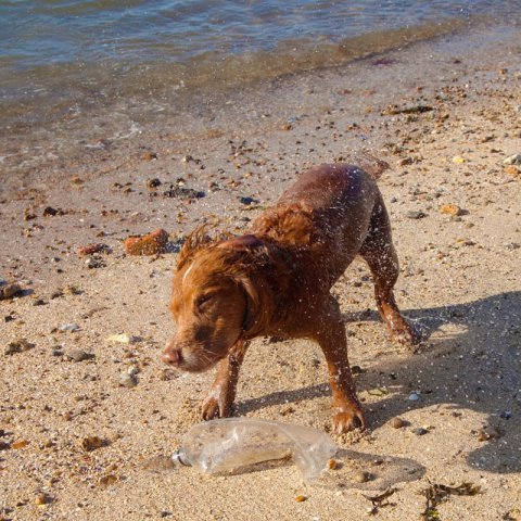 DogShake